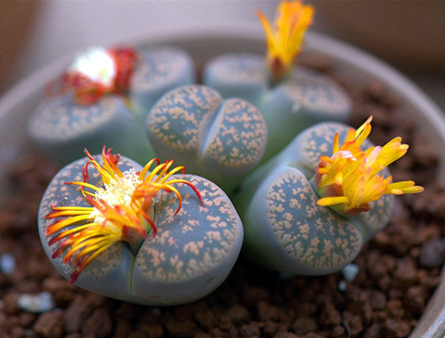 多肉开花一般在几月份几号开花,莲花座多肉开花对它生长有影响吗