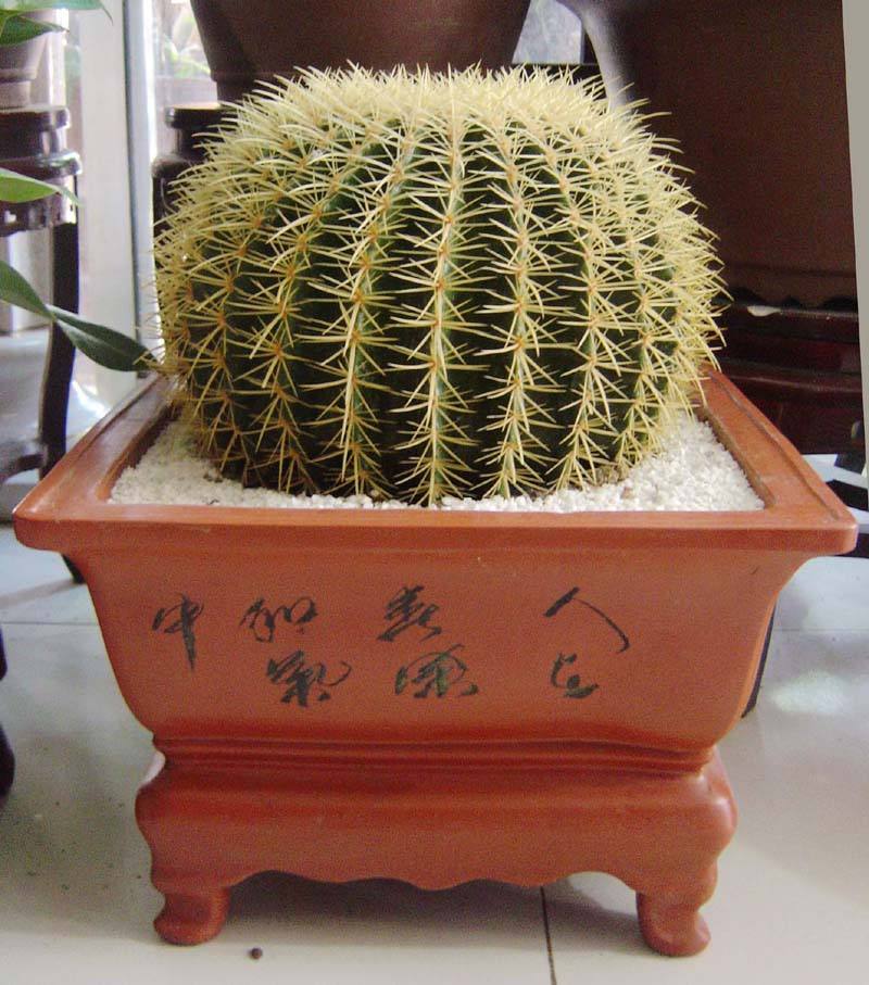 148个仙人球品种大全,100个仙人球品种