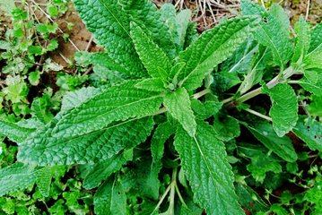 临诊碎玉平喘仙草——癞蛤蟆草的功效