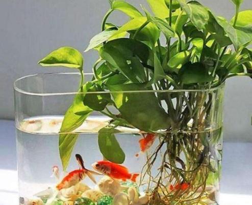 浴缸里种了一颗绿萝水质变好了,鱼缸上面养殖绿萝风水