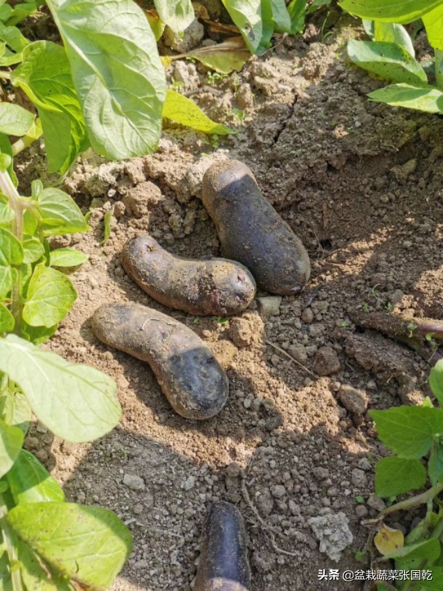 紫土豆怎么种,紫土豆的种类及功效