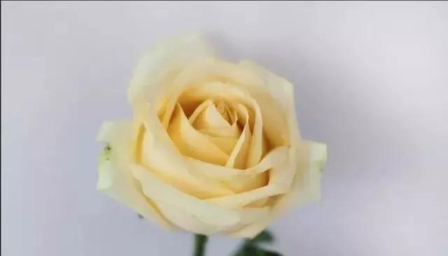 一万年一次的2020520;一起认识100种玫瑰~别送错啊