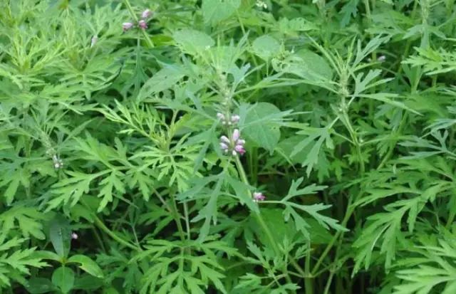 农村常见野花野草,这些野菜农村随处见