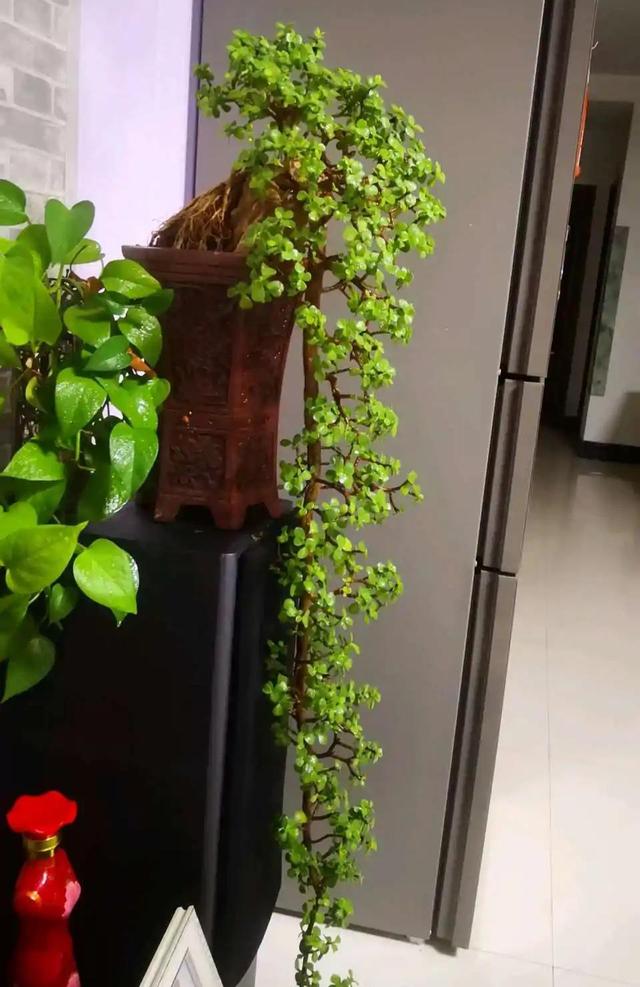 十大吉祥花,十大旺宅吉祥花