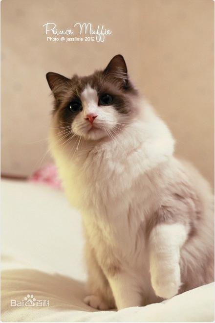 各种猫咪花纹品种,名贵品种猫咪大全