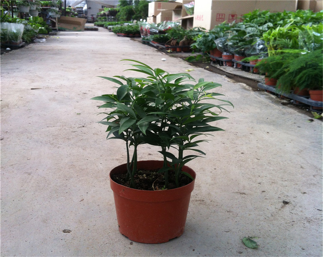 竹柏盆栽干枯,竹柏黄叶怎么补救最佳方法