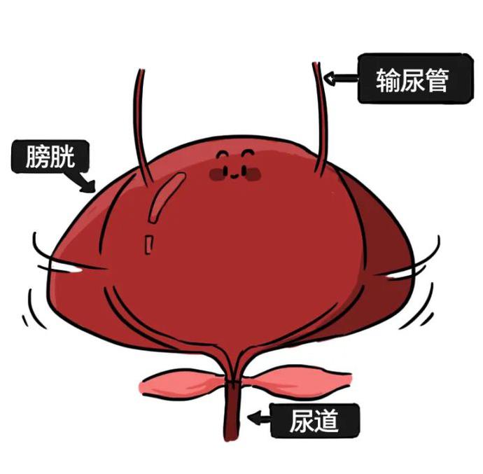 睡觉尿憋回去是怎么回事,憋回去的尿最终会从哪里排出来