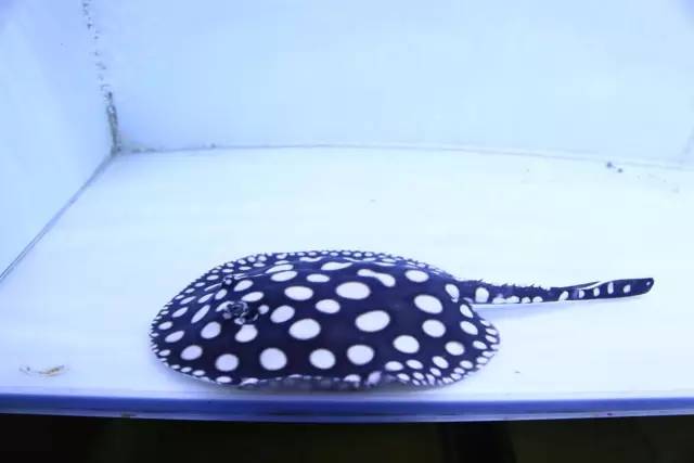 从风水讲魟鱼养几条鱼最好,养龙虎魟有什么说法