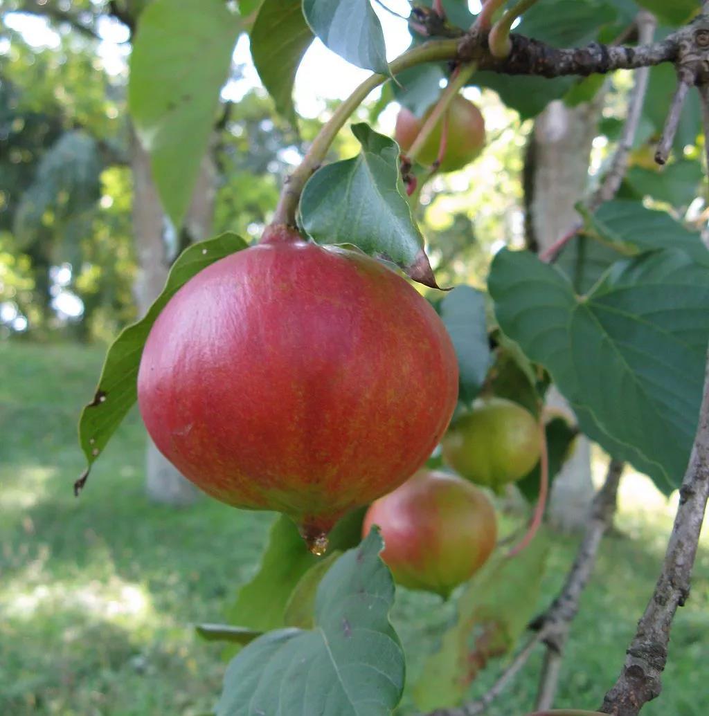 桐籽花开诗句,桐籽花开阆中