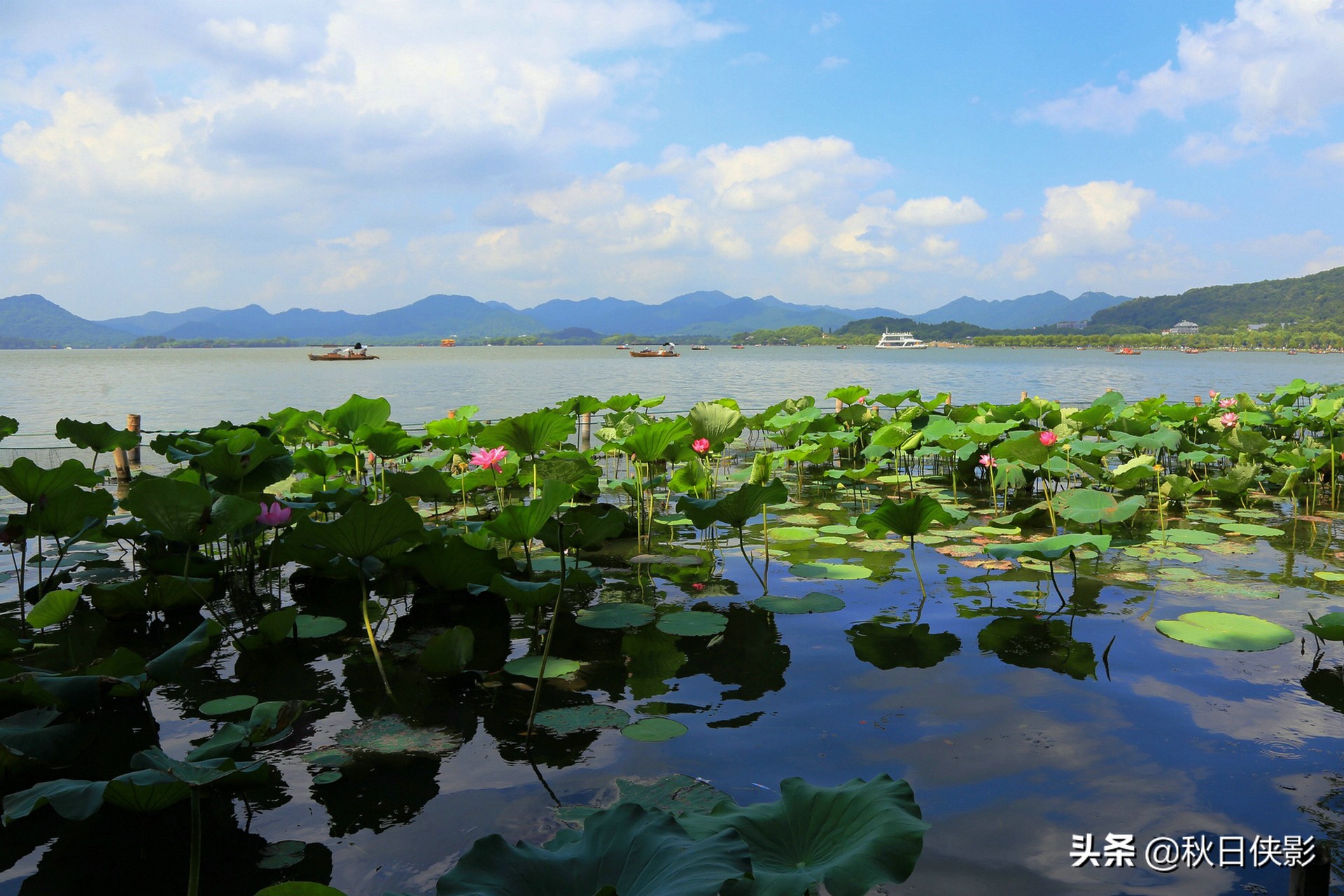 蓝天白云下的荷花“盛宴”，寻访夏日西湖之美，打卡趁现在