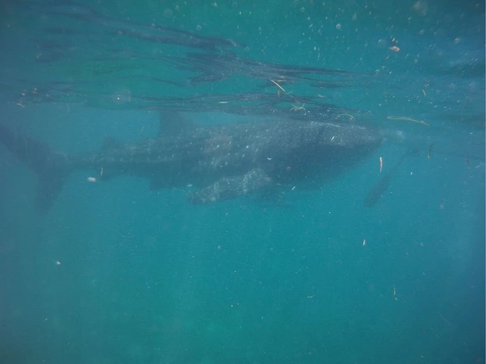 菲律宾自由行旅游攻略地图,菲律宾10天深度游