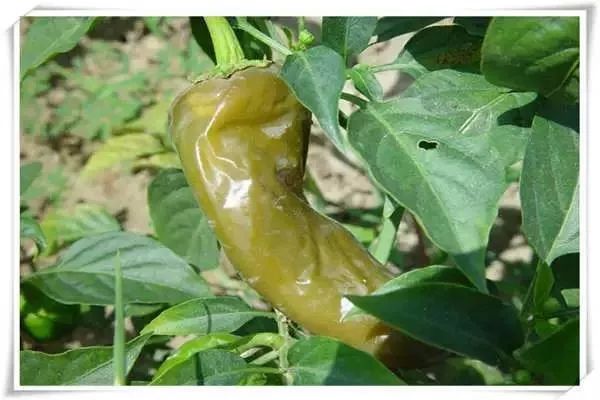 辣椒病害图谱大全大图,辣椒病害大全图片及防治方法