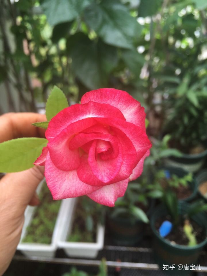 如何提升花种成活率,花种种植生活小技巧