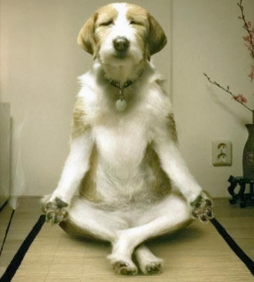 挑选好狗的6条标准,好狗的十大标准