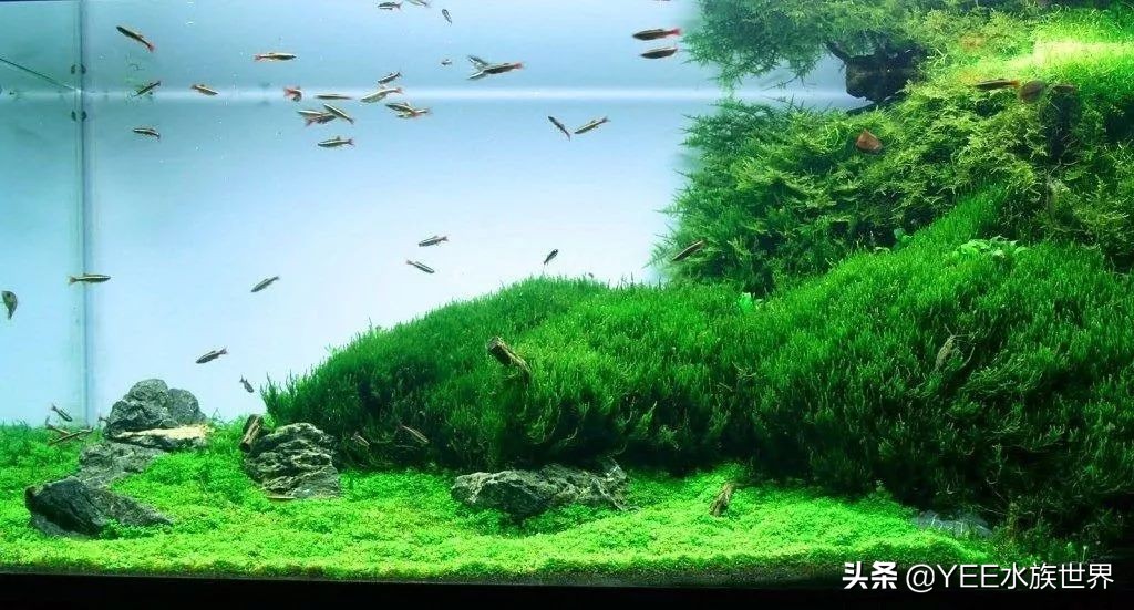 买水泵前需要注意什么问题,买水泵注意事项有哪些