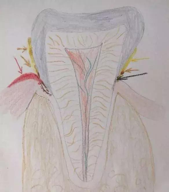 洗完牙吃东西牙齿酸怎么回事,洗完牙后牙齿很酸