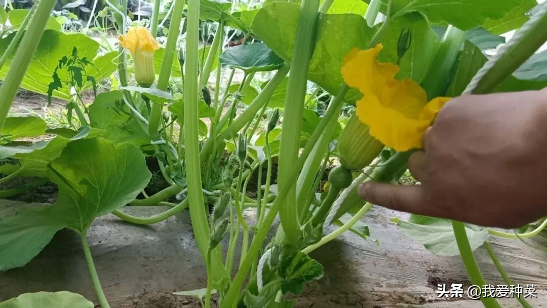 怎么才能种植又大又甜的巨型南瓜,自己家栽培的南瓜绝对好吃无公害