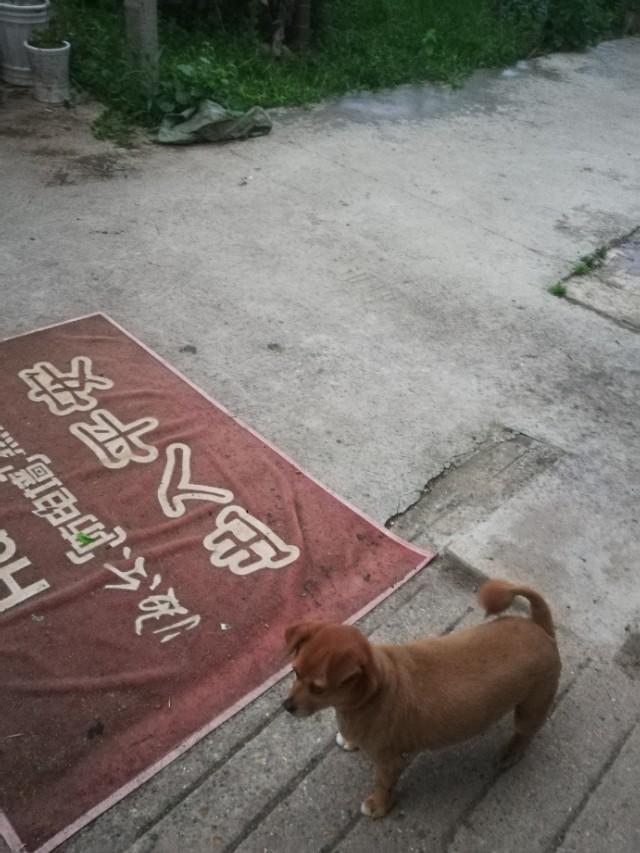 大哥和球球直播趣事,球球生活趣事视频