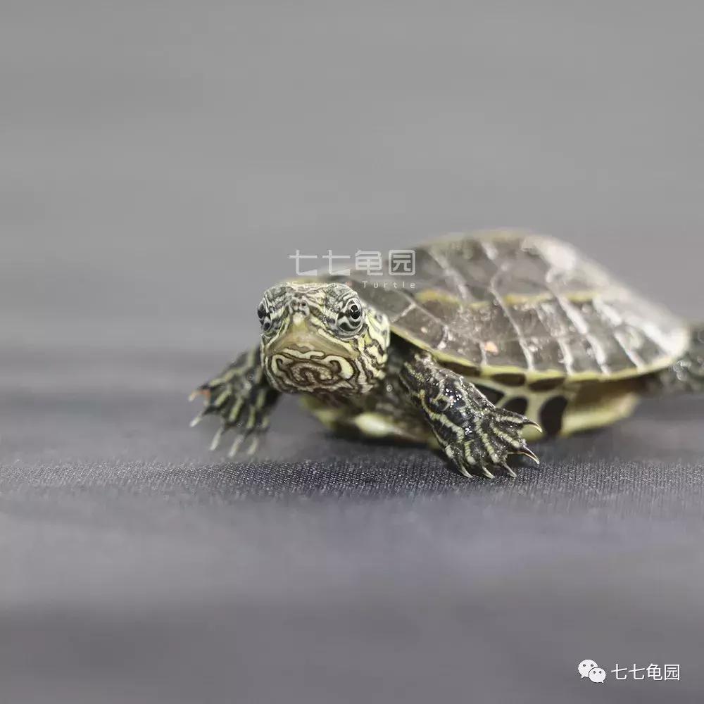 养乌龟的最佳水的深度,家庭养乌龟什么水质最好