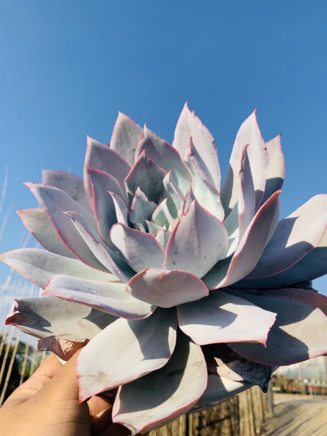 多肉广寒宫阳台,多肉广寒宫的养护知识