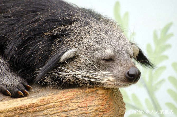 熊狸特征,熊狸厉害吗