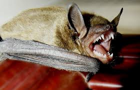 上海多名居民家中发现蝙蝠,家里进的蝙蝠会咬人吗