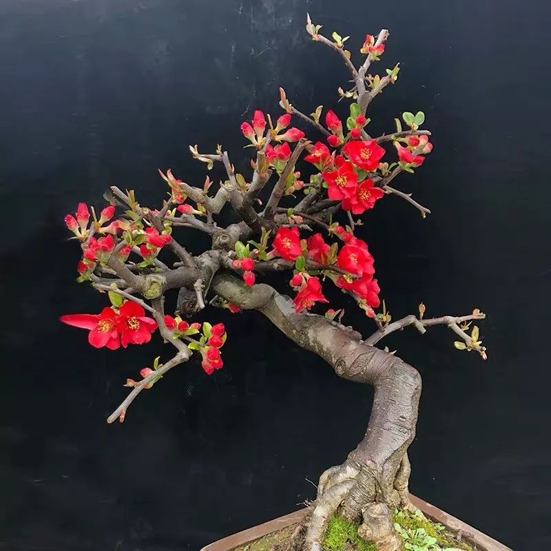 这六种花寓意吉祥好养易活,公认最吉利的4种花