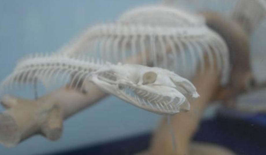 红束带蛇,红边束带蛇