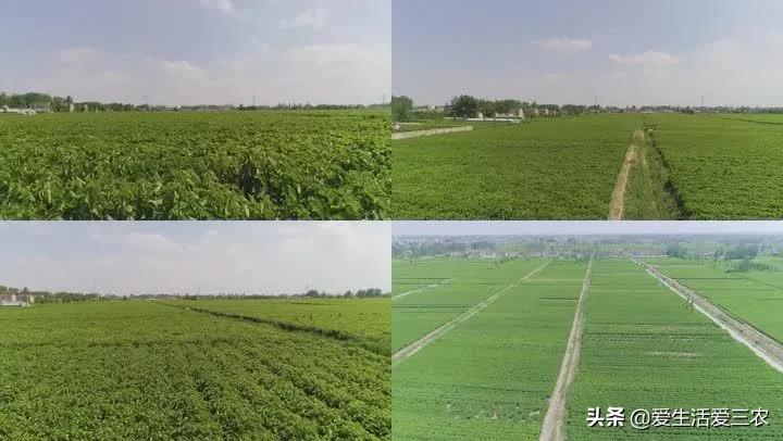 100个农村创业项目赚钱,现在农村干什么挣钱8个项目推荐