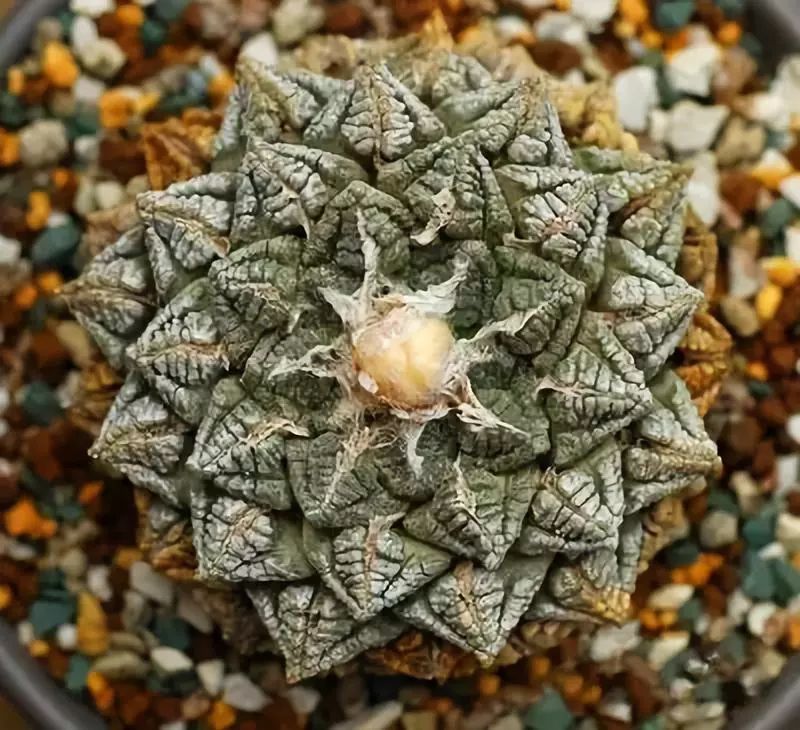 世界十大漂亮名贵花卉,植物研究世界名贵花卉