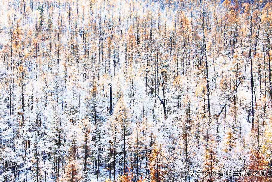 难道我误闯进了，被科考生态专家称为兴安奇景的，偃松幽径吗？