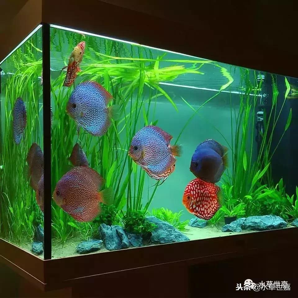 七彩神仙鱼水族箱布景,七彩神仙鱼苗繁殖技术