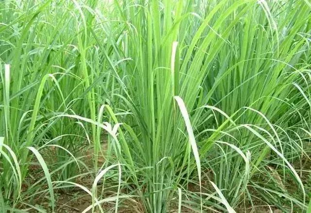 适合室内养的50种植物驱蚊,适合家里养的驱蚊的植物