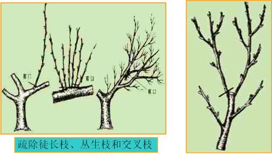 最全最完整的园林植物整形修剪技术规范（转自农林慧小妹，收藏）
