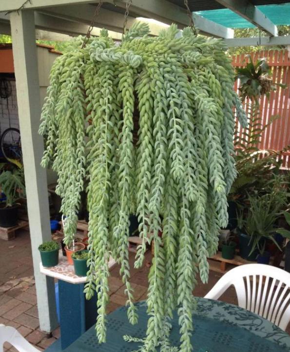 新玉缀怎么养能爆盆,玉缀叶子繁殖叶片必须朝上吗