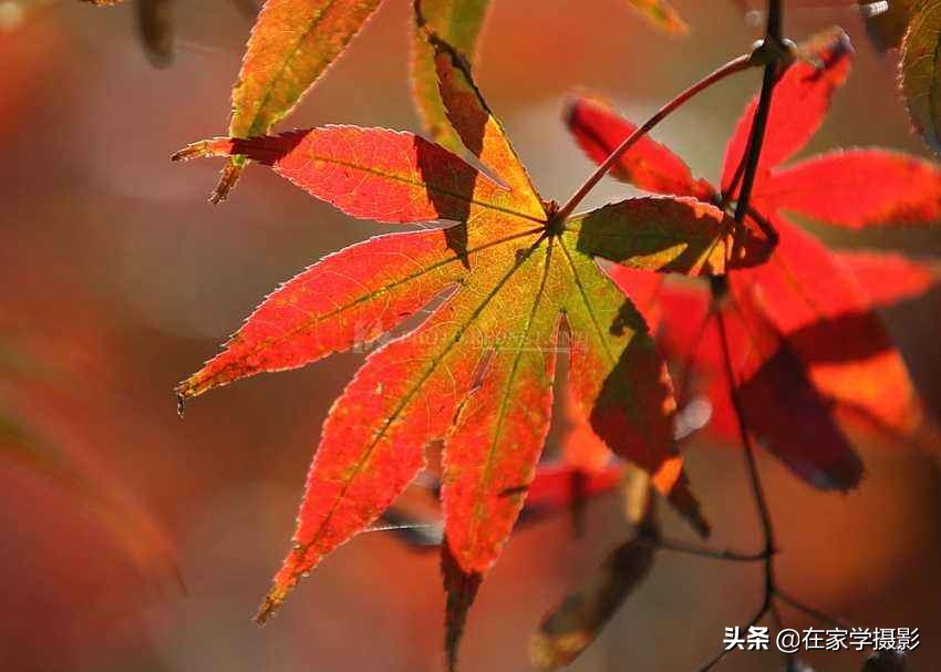 拍的红叶视频怎么调,拍的红叶视频