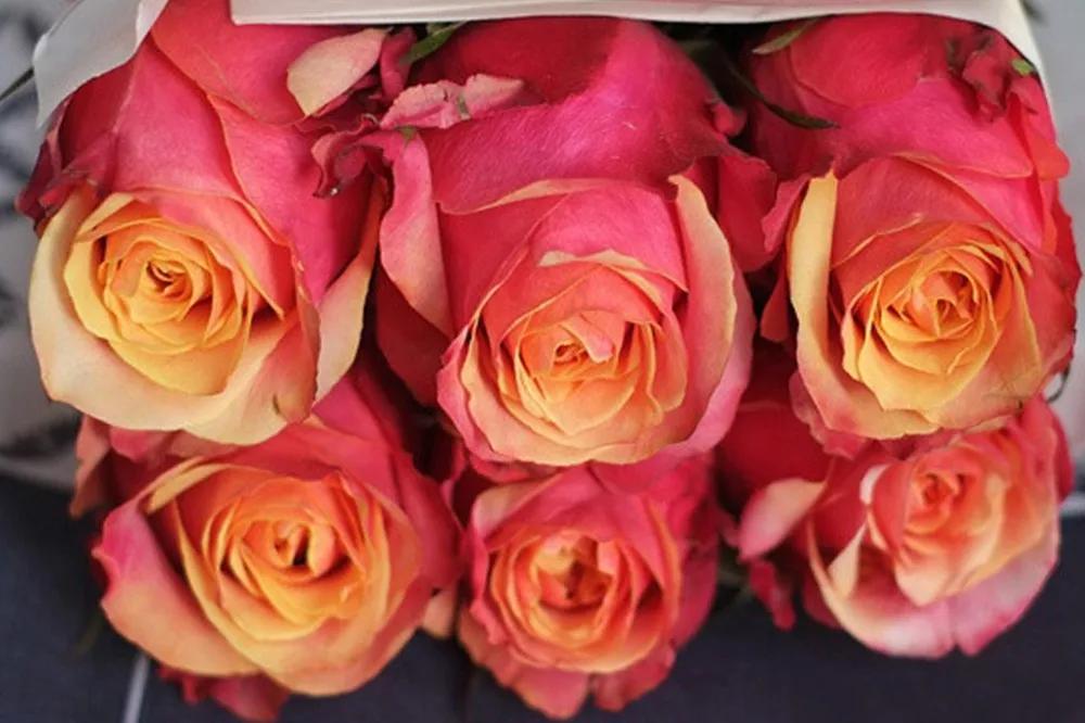 花店常用玫瑰花品种大全,一篇文章带你认识三亚40种花