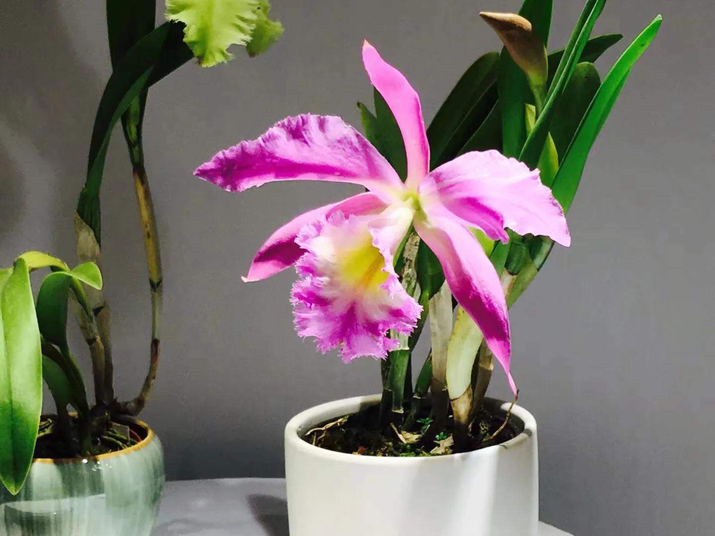 兰花最美的季节是冬季,北方冬季赏兰花