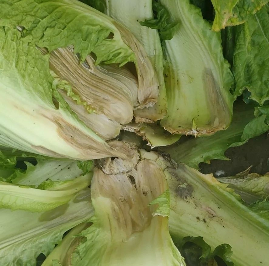 大白菜发生软腐病影响产量，老菜农分享三个方法，轻松防病不复发
