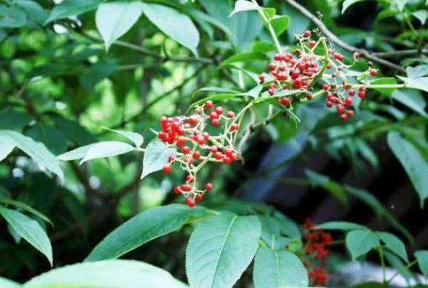 农村1杂草，名为“牛膝”，曾受皇室重用，如今少有人知珍贵价值