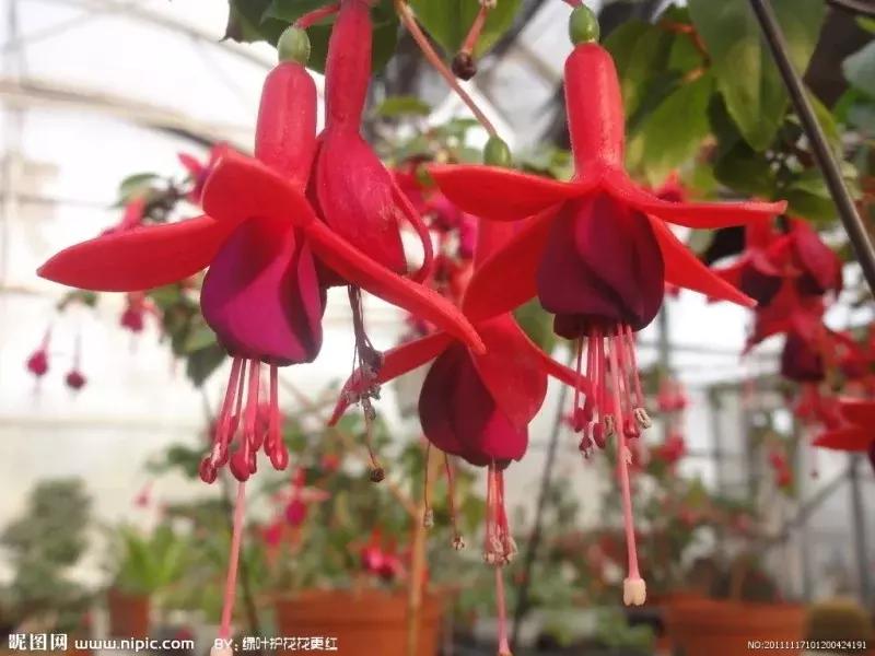 惊艳倒挂金钟,惊艳倒挂金钟图片