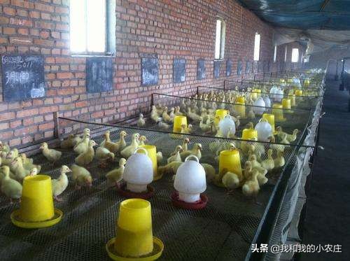 我的100天视频,养鹅100天攻略