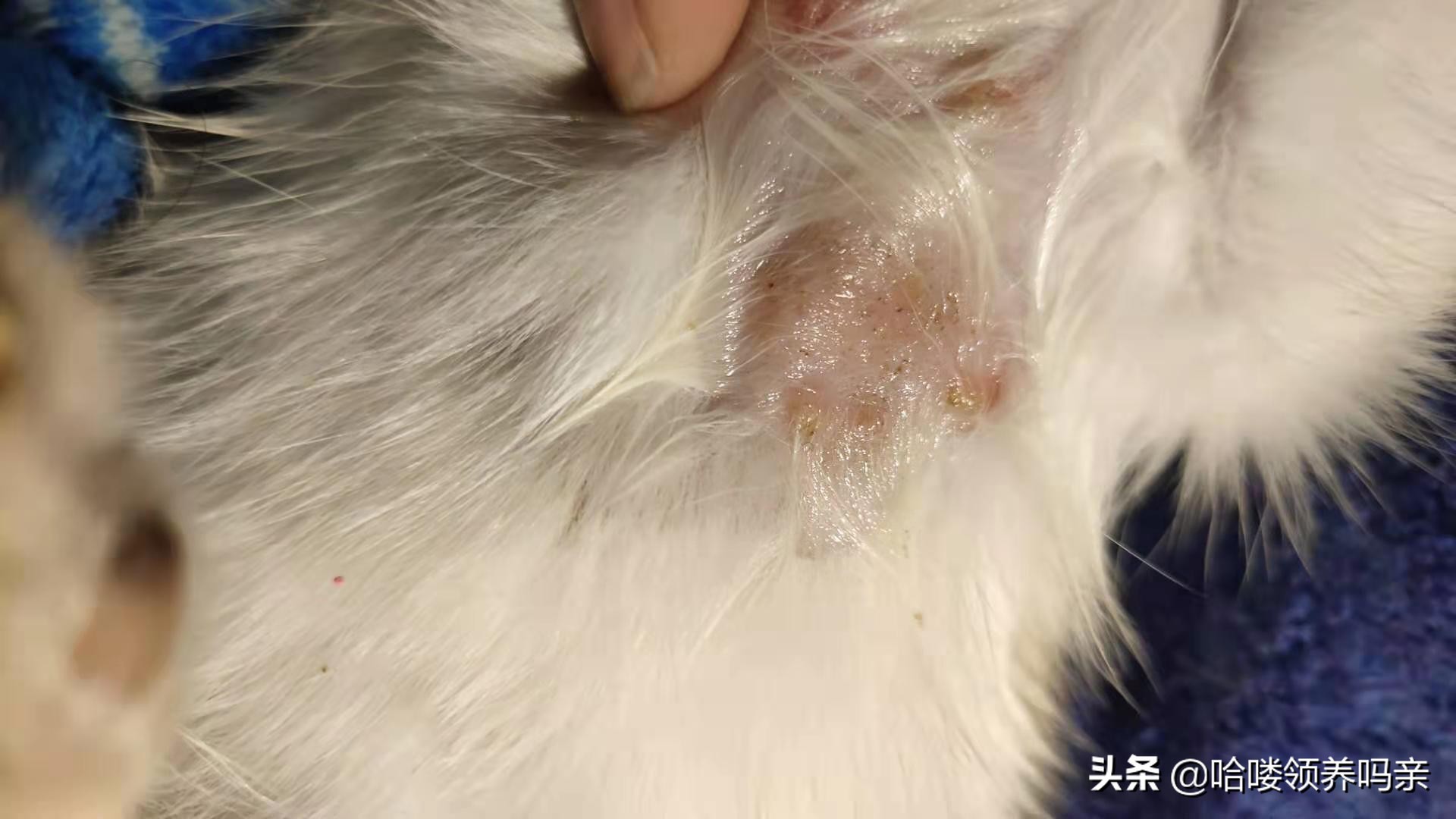 被猫咪传染猫癣是怎么医治,猫咪得猫癣了怎么避免被传染