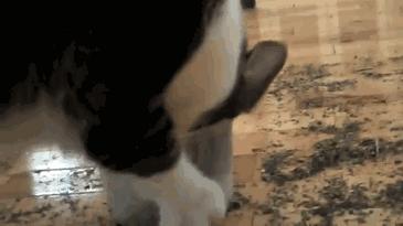 猫薄荷使猫癫狂视频,猫薄荷为什么会让猫咪如此痴迷