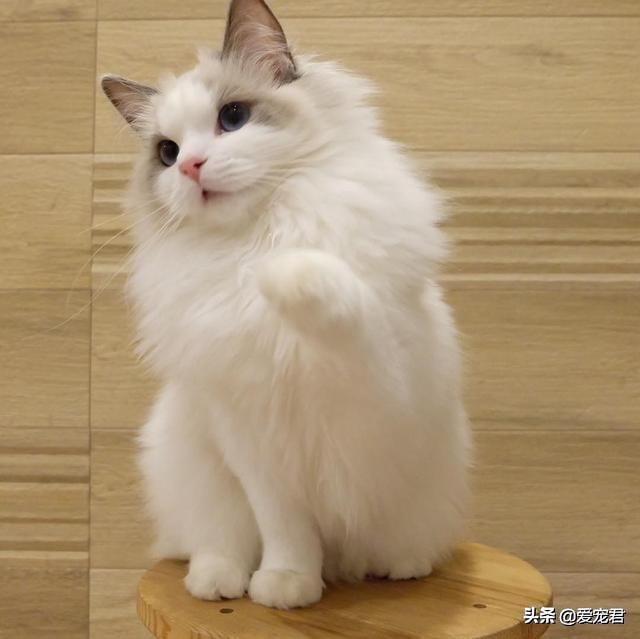 比较忙没有时间陪猫咪,经常上班没空陪猫咪可以吗