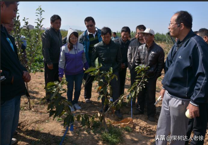 樱桃好吃树难栽下一句谚语是什么,樱桃好吃树难栽后一句是啥