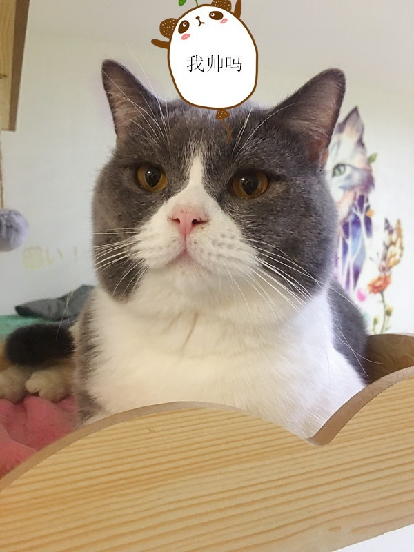 宠物市场买到星期猫,买猫怕买到星期猫该怎么做