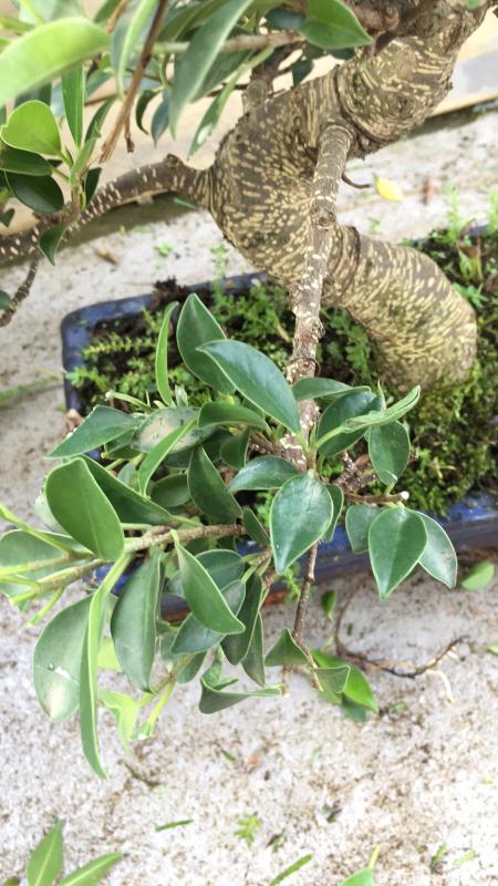 新手也能学会的修剪盆景技巧,枸杞盆景修剪技巧图解