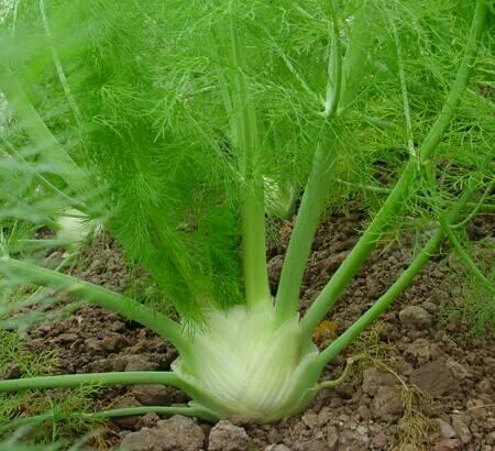 球茎茴香种植方法和时间,结球茴香的育苗技术