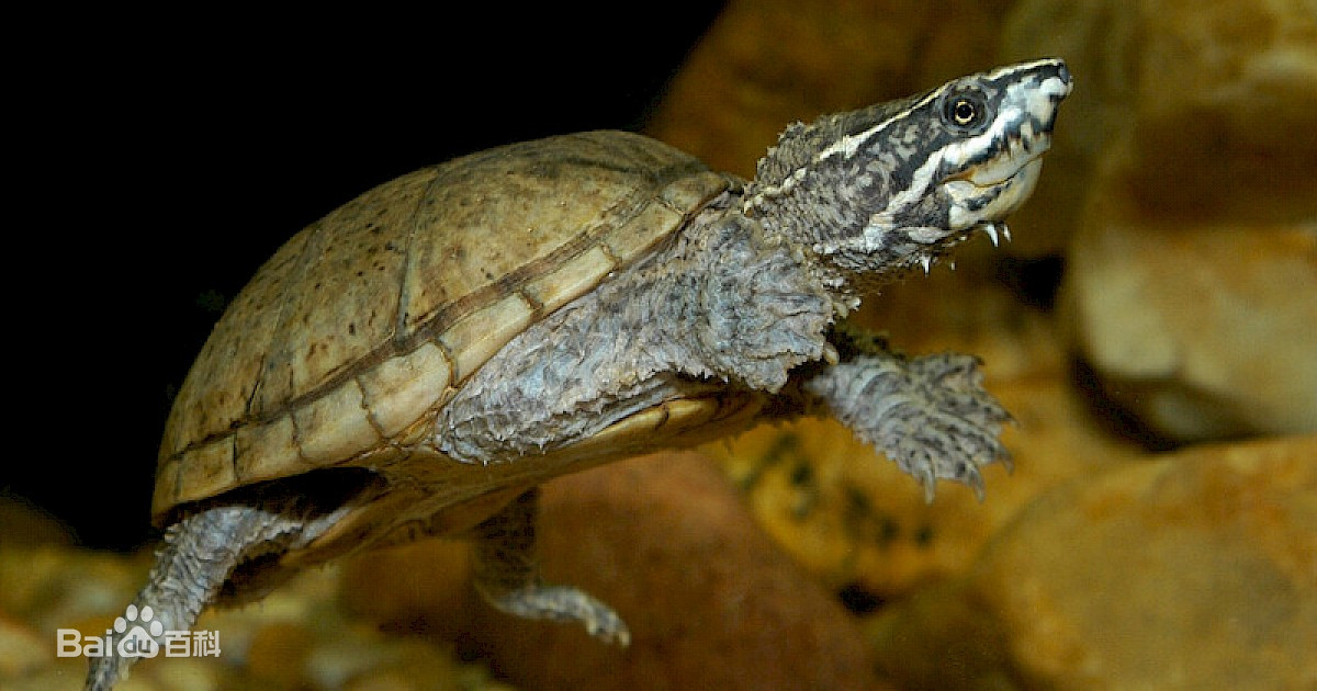 宠物小龟饲养方法大全图解,宠物龟忍者怎样饲养